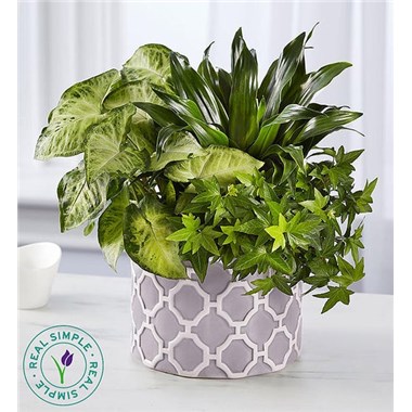 Real Simple&reg; Dish Garden For Sympathy